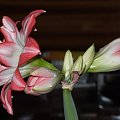 odmiana 'Blossom Peacock' - 23 lutego 2010 #amarylis #BlossomPeacock #Hippeastrum #hydroponika