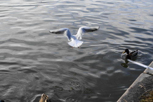 Wodne ptaki w zimie #ptak #łabędź #kaczka #rybitwa #mewa #zima #Wisła #Kraków