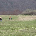 Bieszczady Wschodnie - kępa krzaków na polanie pomiędzy Wielkim i Ostrym Szczytem kryje ruiny polskiego schroniska.