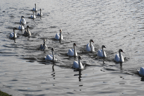 Wodne ptaki w zimie #ptak #łabędź #kaczka #rybitwa #mewa #zima #Wisła #Kraków