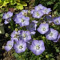 Campanula 'Samantha'