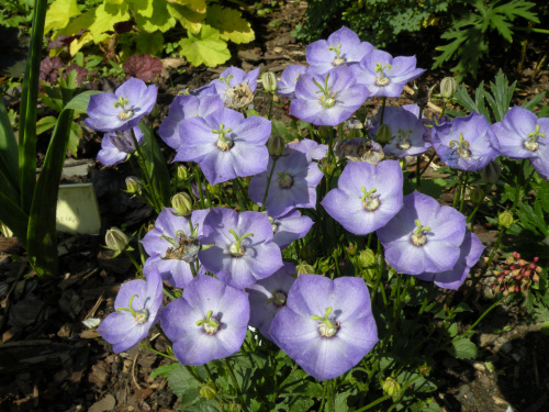 Campanula 'Samantha'