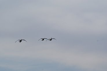 Lot łabędzi- Swan fly #swan #łabędź #fly #lot