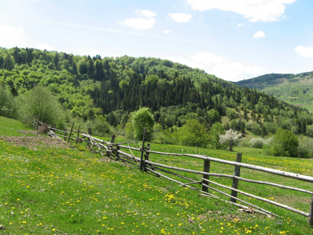 Bieszczady Wschodnie - w okolicy Użoku, spojrzenie w tył, ku pasmu połonin.