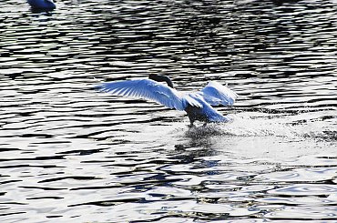 Lot łabędzi- Swan fly #swan #łabędź #fly #lot