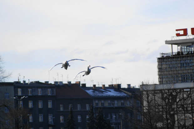 Lot łabędzi- Swan fly #swan #łabędź #fly #lot