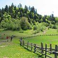 Bieszczady Wschodnie - stoki pasma połoninnego pokryte wiosenną zielenią.