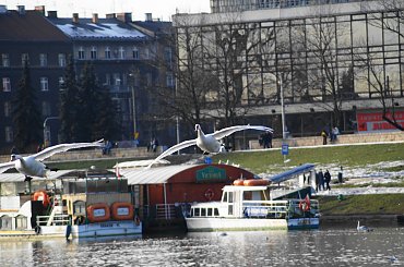 Lot łabędzi- Swan fly #swan #łabędź #fly #lot