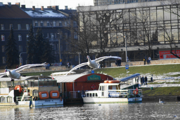 Lot łabędzi- Swan fly #swan #łabędź #fly #lot