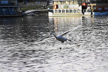 Lot łabędzi- Swan fly #swan #łabędź #fly #lot