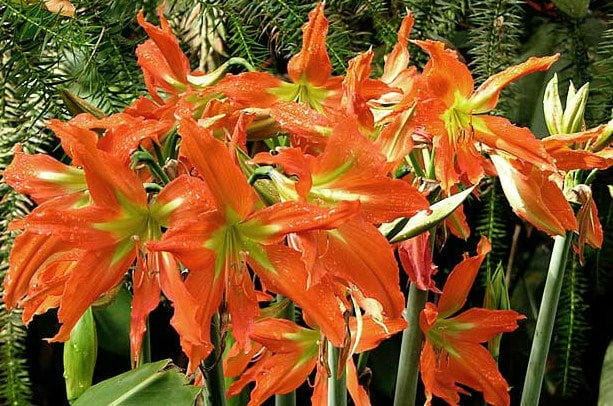 hippeastrum