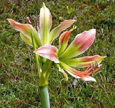 hippeastrum