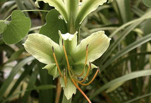 hippeastrum