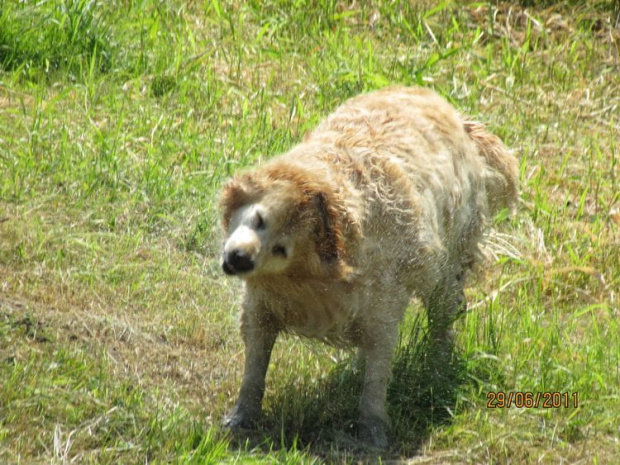 Lady wiróweczka