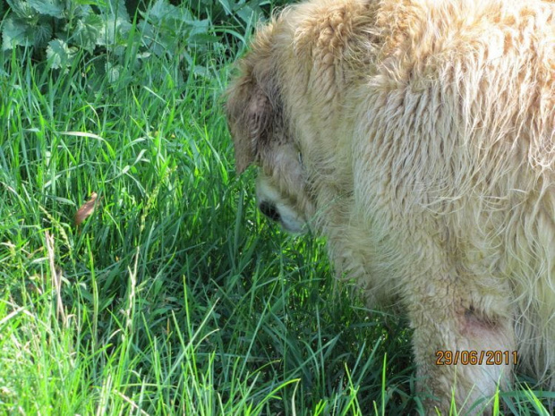 Łąka jak wszyscy wiedzą jest po to, żeby pojeść trawki