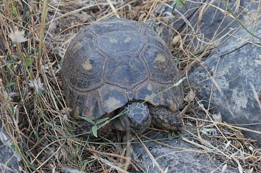 Grecja- czerwiec 2011 #Ateny #WyspaPoros #Nafplion #Epidauros #Korynt