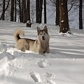 zabawy w śniegu #pies #zima #śnieg