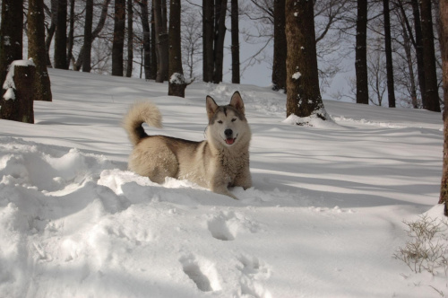 zabawy w śniegu #pies #zima #śnieg