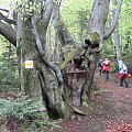 Bieszczady Wschodnie - z przejścia po trasie Skole- Paraszka / 1268m /.