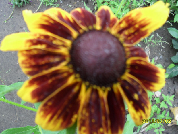 rudbekia