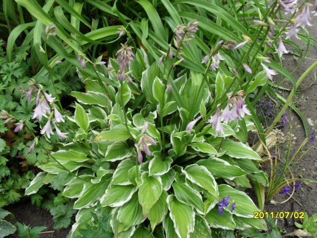 hosta