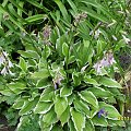 hosta