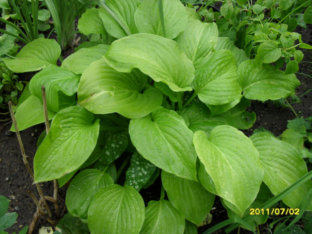 hosta