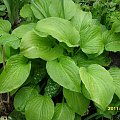 hosta