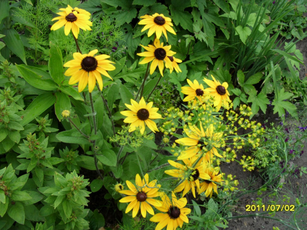 rudbekia