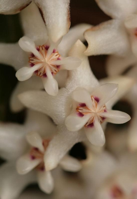 hoya eliptica