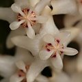 hoya eliptica