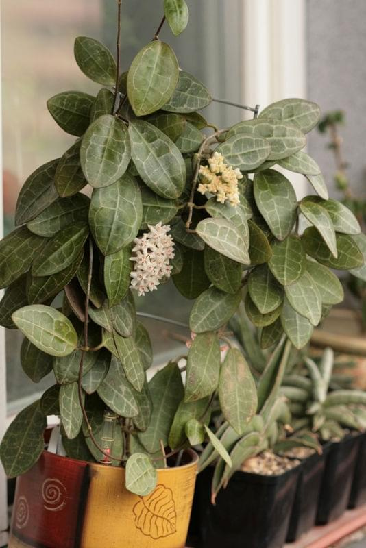 hoya eliptica