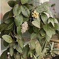 hoya eliptica