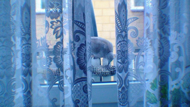 ...ptaki za moim oknem, Sierpówki tez przyleciały na posiłek :)