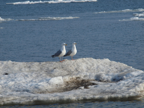 #morze #zima #ptaki
