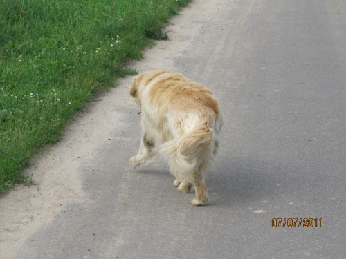 wracając bieg za frolickiem