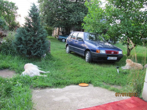 przedwieczorny widok z mojego leżaczka