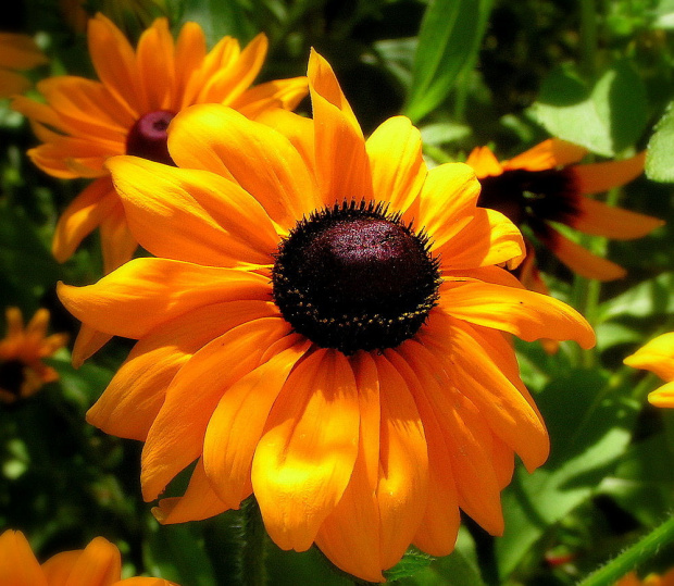 Rudbekia.