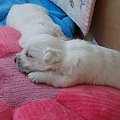 3 i pół tygodnia. Rodowodowy szczeniak Westie - West Highland White Terrier, Z Artusiowej Stajni
www.whiteterrier.pl #Rodowodowe #szczenięta #WestHighlandWhiteTerrier #Westie #RuffusBlataj #Champion #MultiChampion #ZArtusiowejStajni