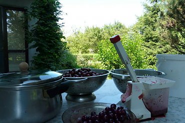 drylowanie wiśni #plony