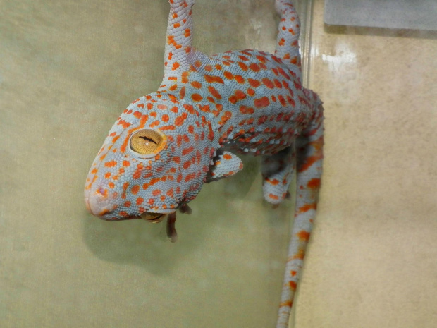 #GeckoGekko #GekonToke #TokayGecko