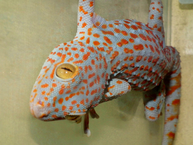 #GeckoGekko #GekonToke #TokayGecko