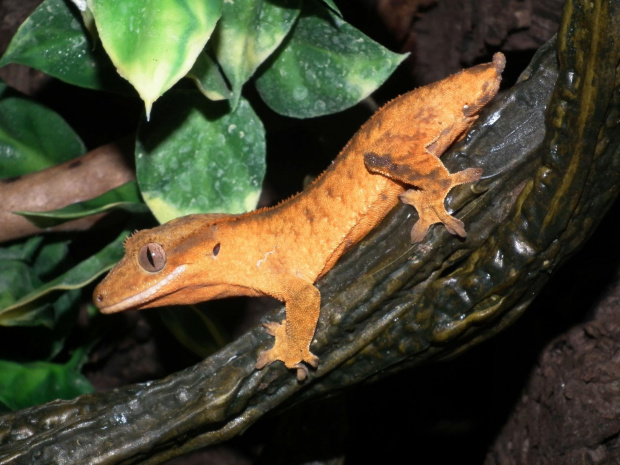 #RhacodactylusCiliatus #CrestedGecko #GekonOrzęsiony