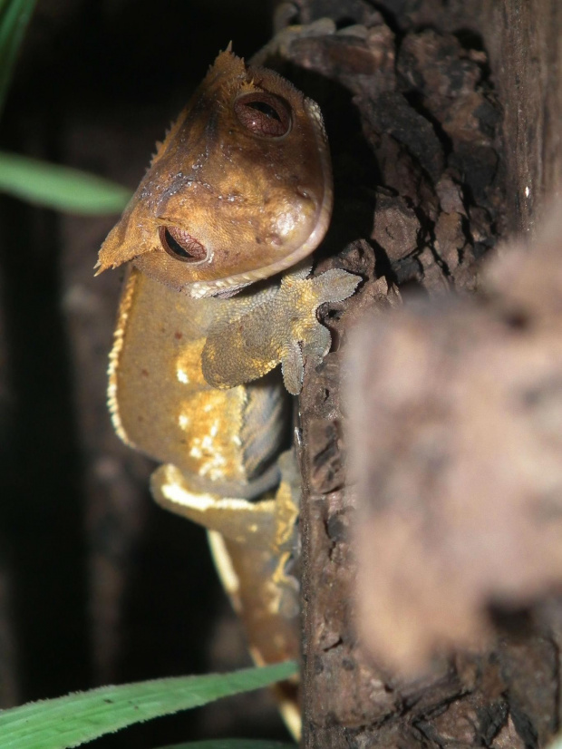 #RhacodactylusCiliatus #CrestedGecko #GekonOrzęsiony