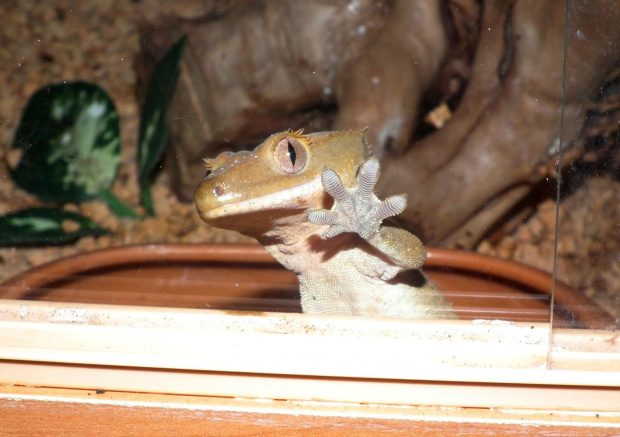 #RhacodactylusCiliatus #CrestedGecko #GekonOrzęsiony