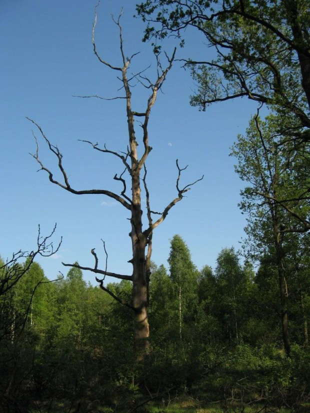 Uschnięty dąb pod Zgubą