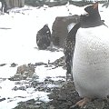 Kamera internetowa - Antarktyda (stacja badawcza Gars O'Higgins)