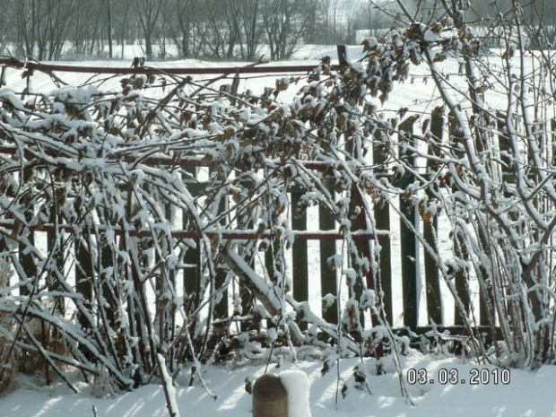 obok jeżyna