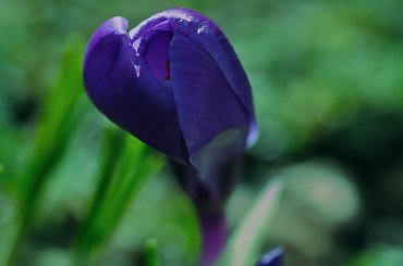 powoli wynurzaja sie Krokusy z miekkiej juz ziemi ... #wiosna2010 #krokusy