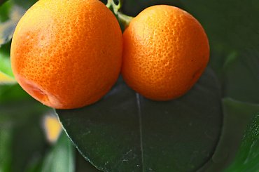 Pomarancze prosto z drzewa..poczestuj sie prosze.. #pomarancze #ogrody